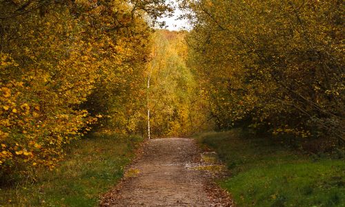 Alne valley and Oversley Woods